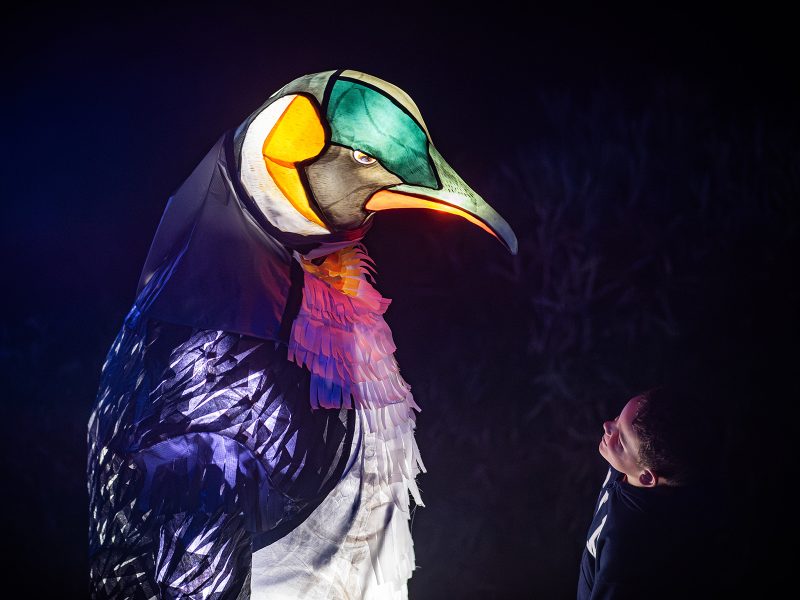Chester Zoo’s Christmas light trail returns with new animal puppets, new route and adults-only nights